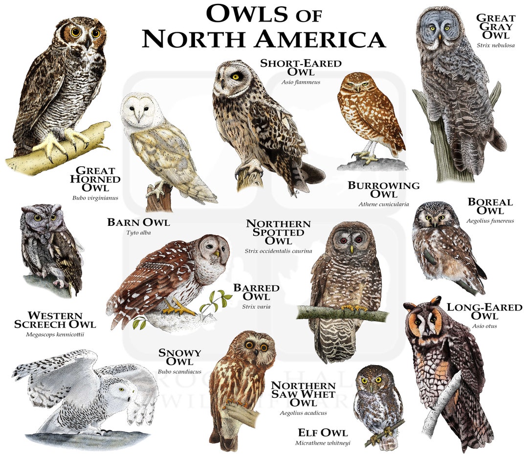 Owls of North America Poster Print Etsy