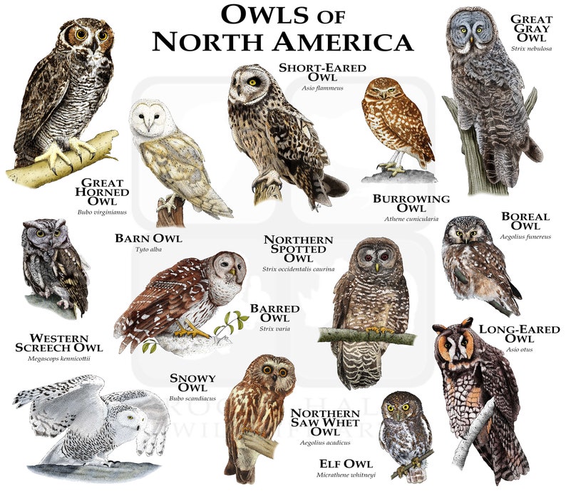 Owls of North America Poster Print image 1