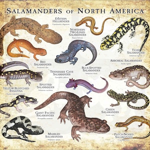 Salamanders of North America Poster Print Antique