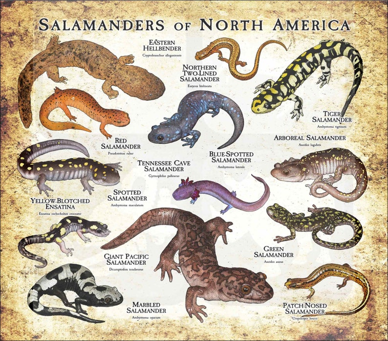 Salamanders of North America Poster Print Antique