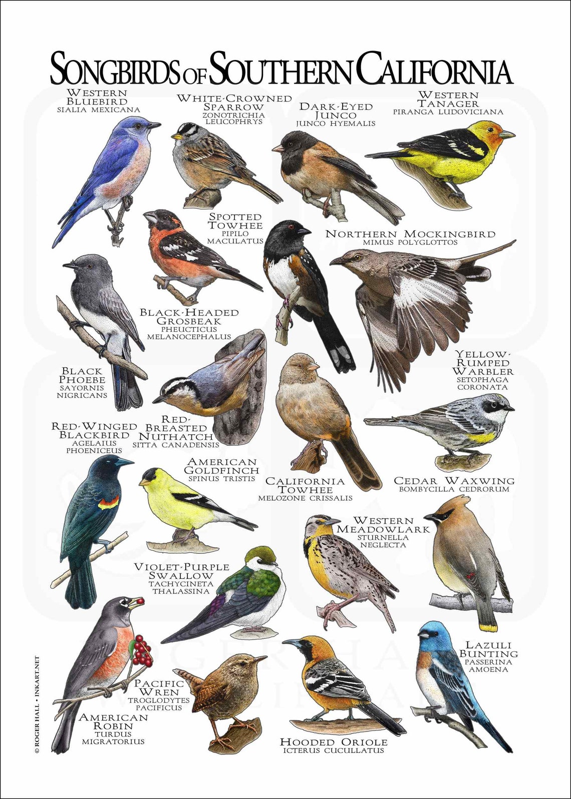 Songbirds of Southern California Poster Print Field Guide Etsy