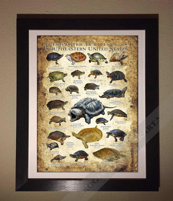 アメリカ南東部の淡水ガメ アートプリント / フィールドガイドポスター