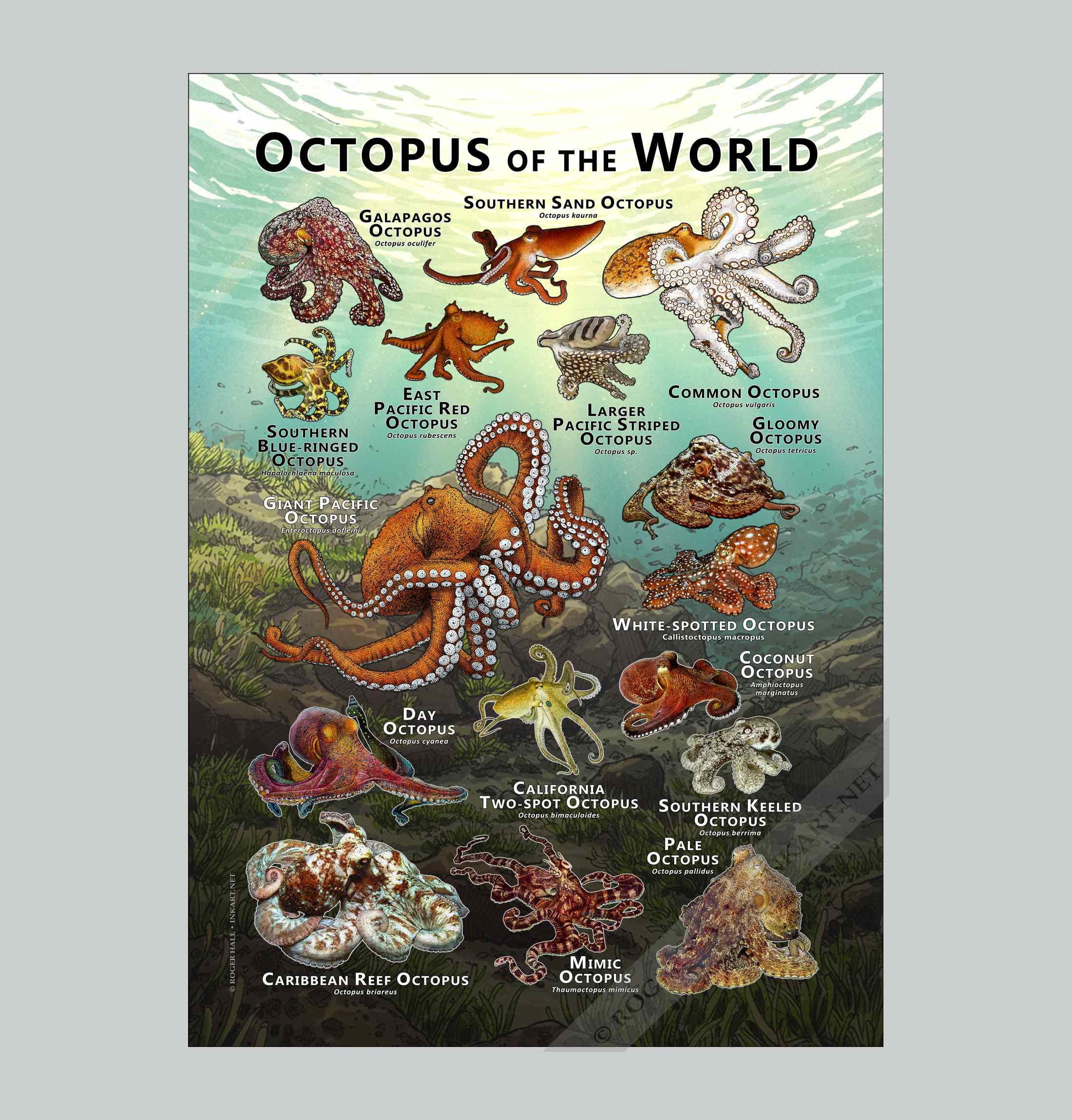 世界のタコのポスタープリント - アーティストのサイン入り! - Etsy 日本