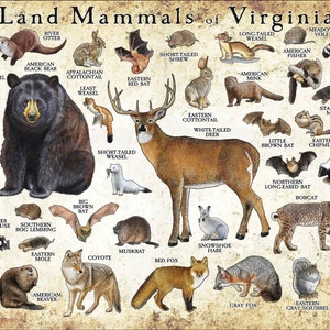 Impresión de póster de mamíferos de Virginia / Guía de campo de mamíferos de Virginia / Animales de Virginia - ¡FIRMADO POR EL ARTISTA!