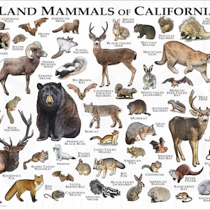 Mammals of California Poster Print / California Mammals Field Guide ...