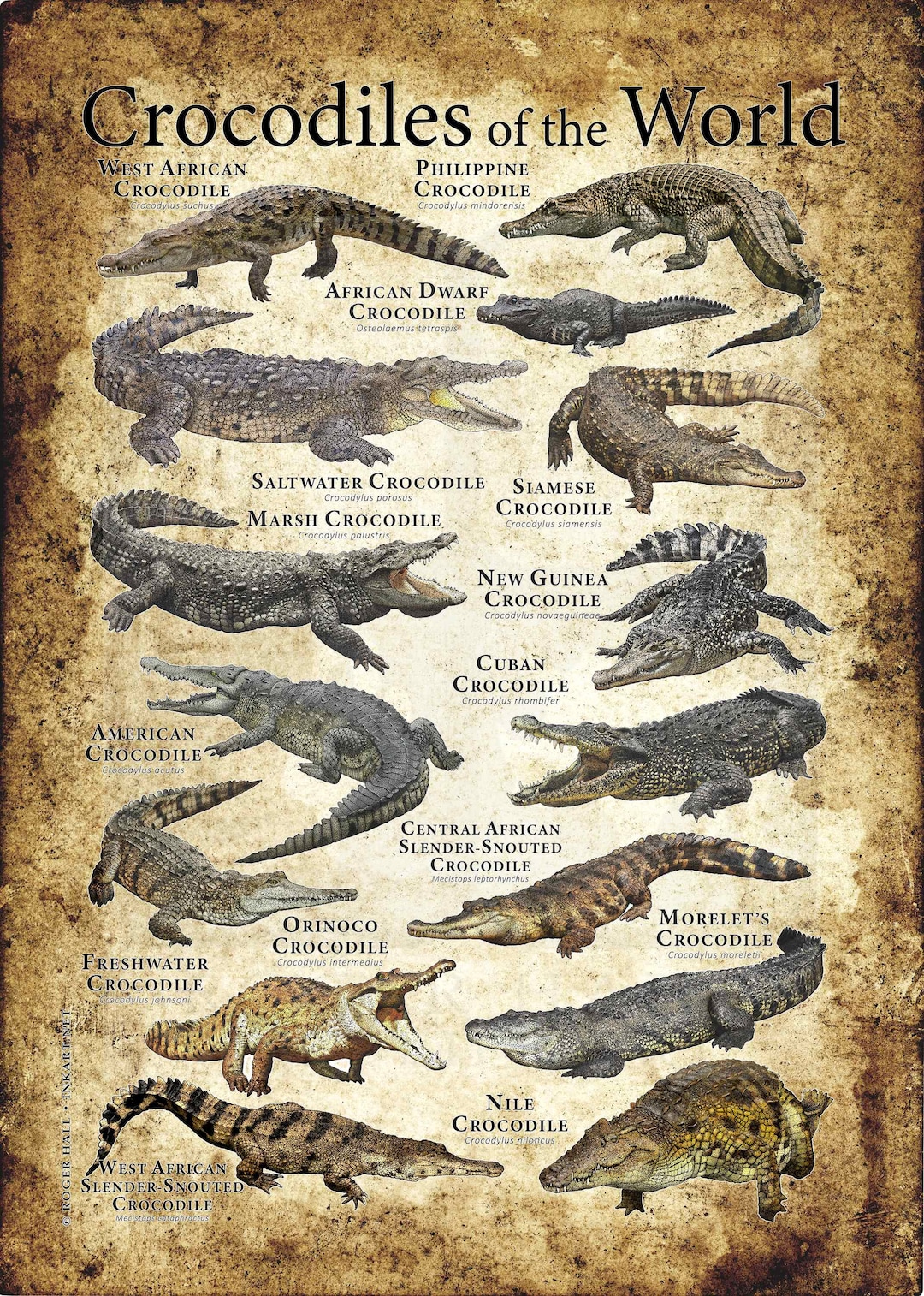 Crocodiles of the World Poster Print - Etsy