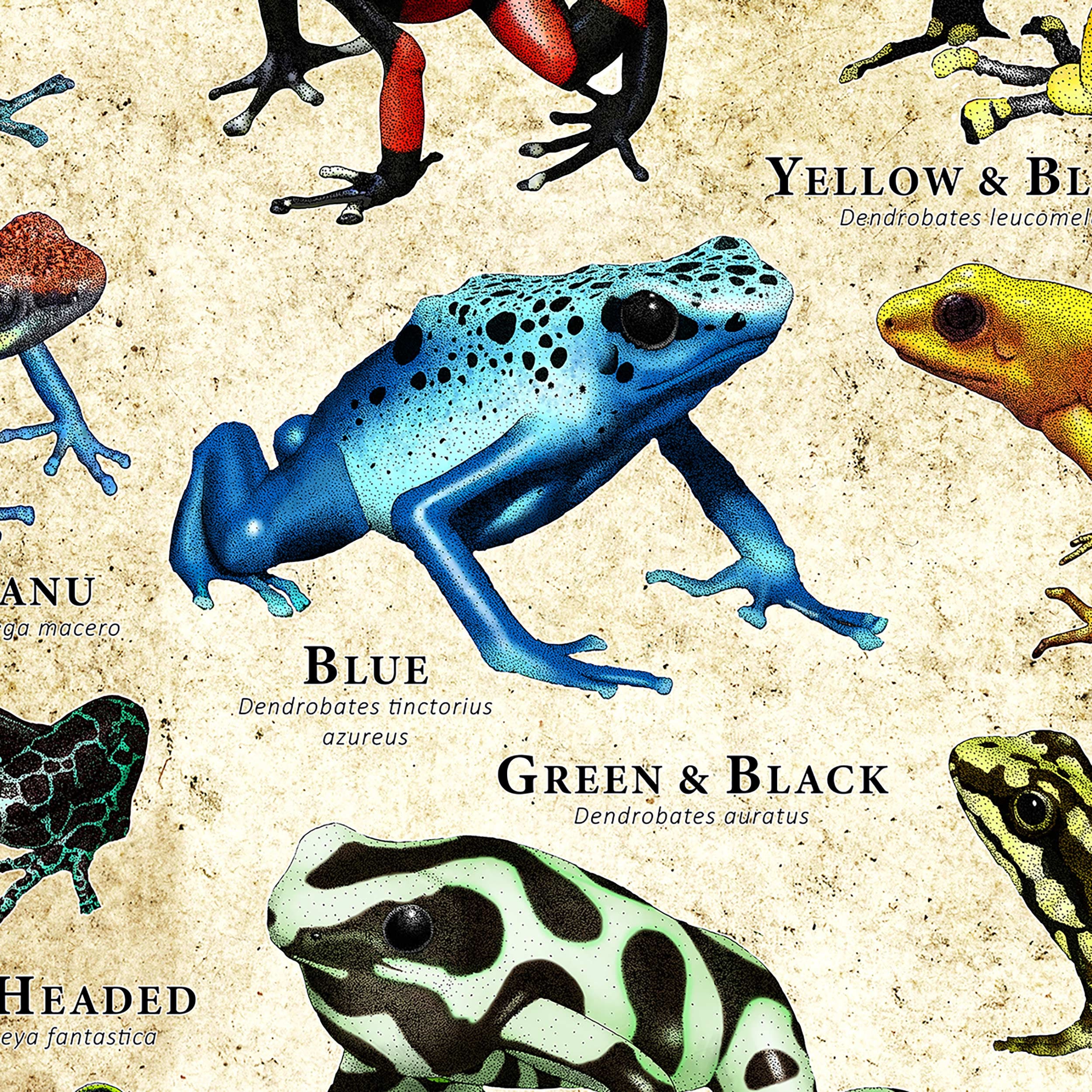ヤドクガエルのポスタープリント - アーティストのサイン入り! - Etsy 日本