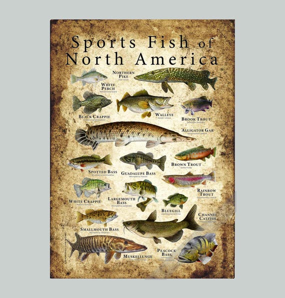 北米のスポーツ魚のポスタープリント - アーティストのサイン入り