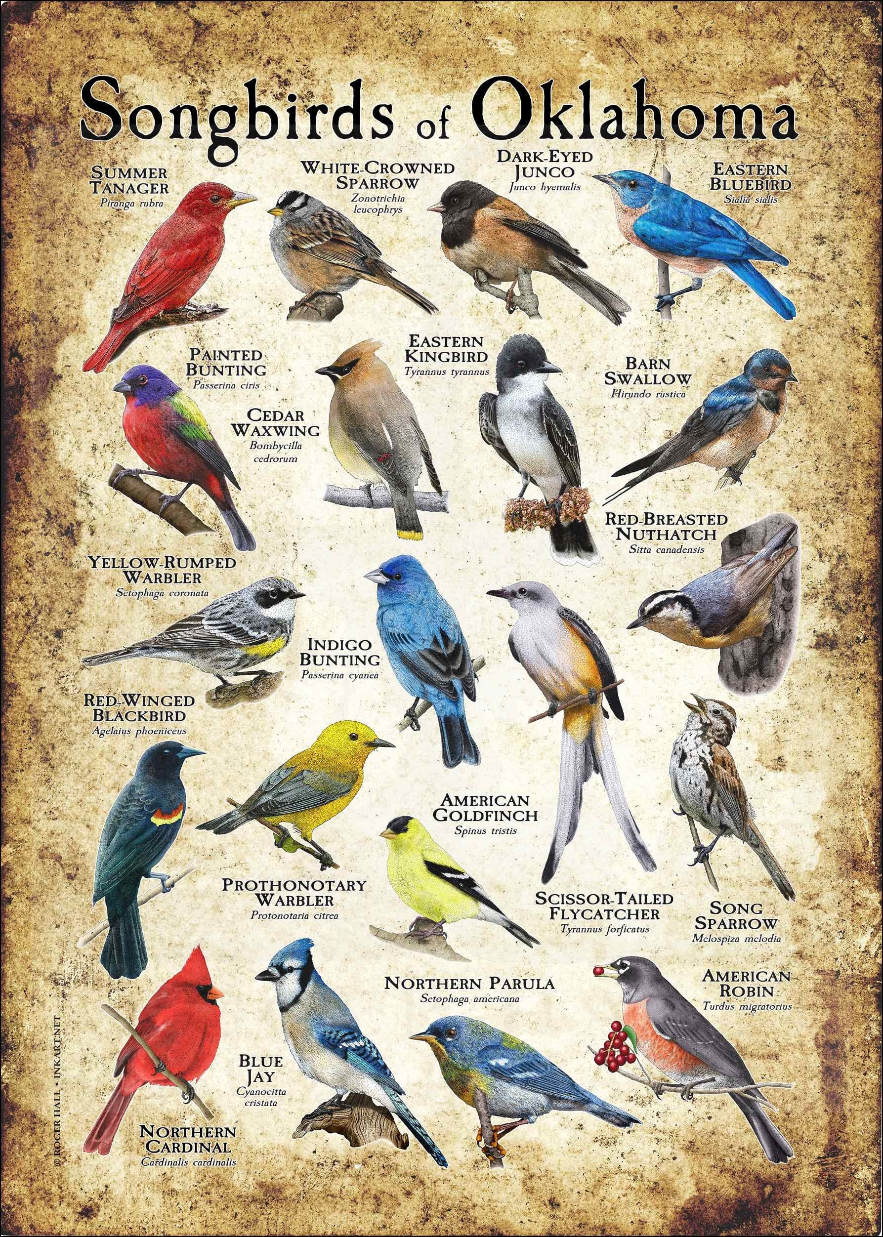 comings SONGBIRDS 7inch 歌詞カード付き Songbirds of Oklahoma Poster Print - Field Guide - Etsy Hong Kong