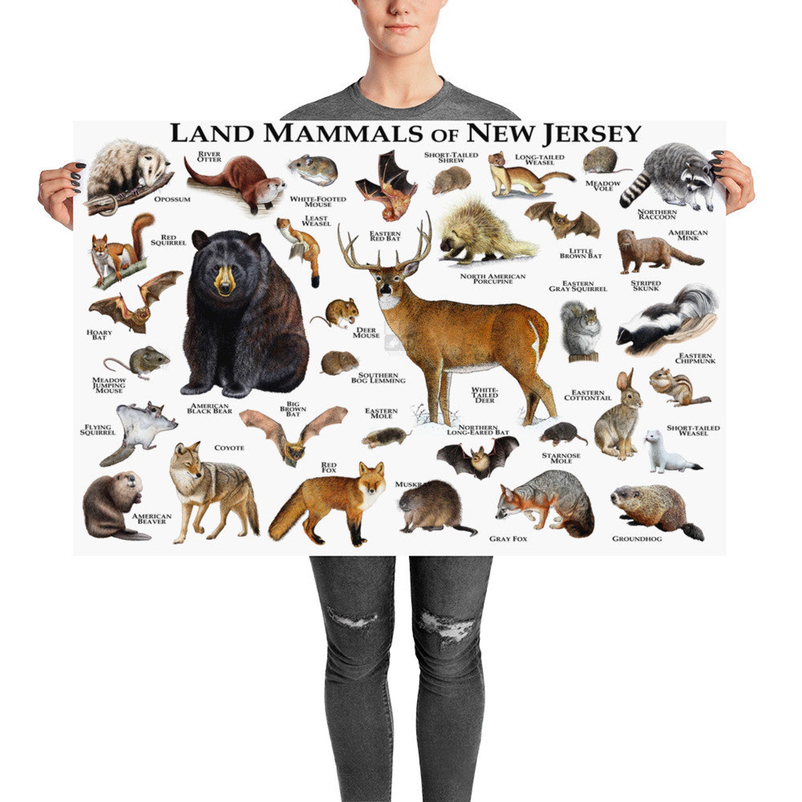 Mammals of New Jersey Poster Print / New Jersey Mammals Field Etsy