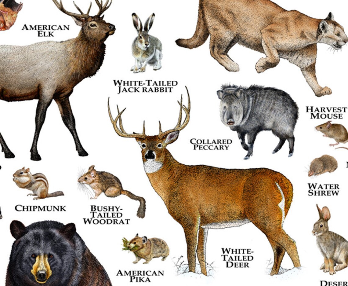 Mammals of Nevada Poster Print / Nevada Mammals Field Guide / Etsy