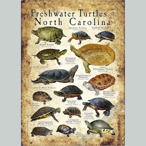Freshwater Turtles of North Carolina Poster Print /Field Guide - SIGNED BY ARTIST!