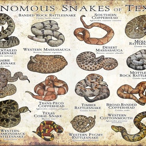 Venomous Snakes of Texas / Feldführer - SIGNIERT VOM KÜNSTLER!