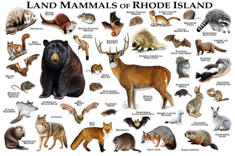 Land Mammals of Rhode Island Poster Print / Rhode Island Etsy