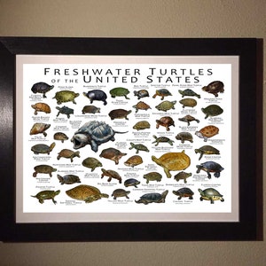 Freshwater Turtles of the United States Art Print / Field Guide image 6