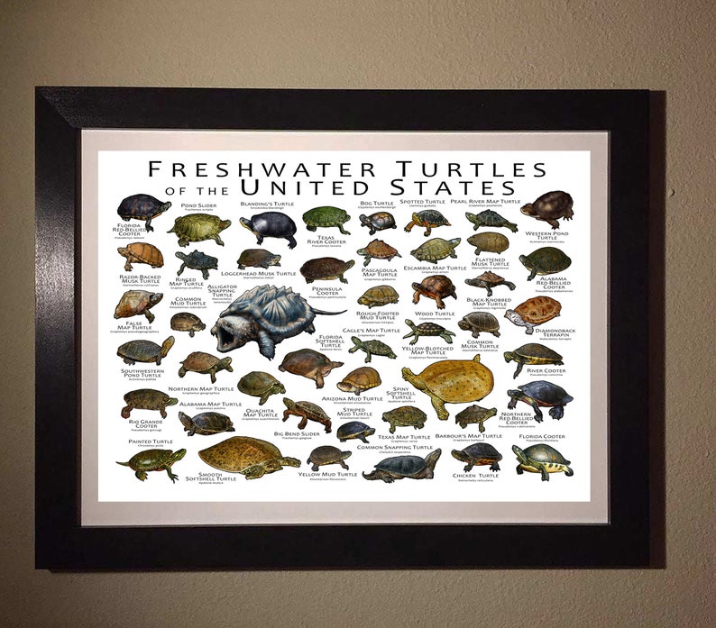 Freshwater Turtles of the United States Art Print / Field Guide image 6