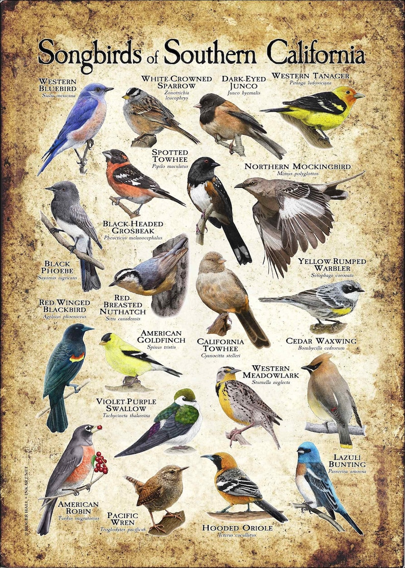 Songbirds of Southern California Poster Print Field Guide - Etsy