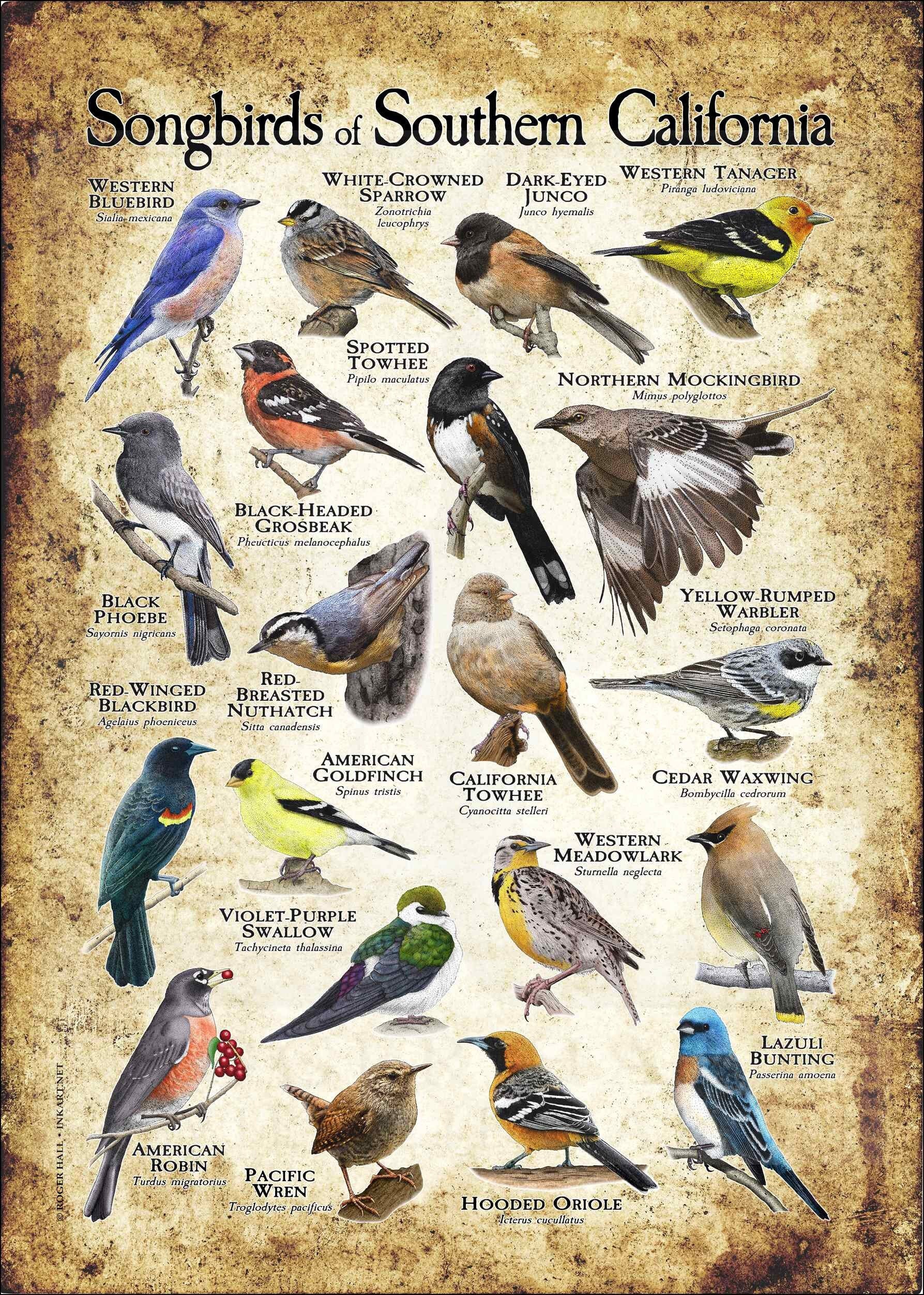 Songbirds of Southern California Poster Print Field Guide - Etsy