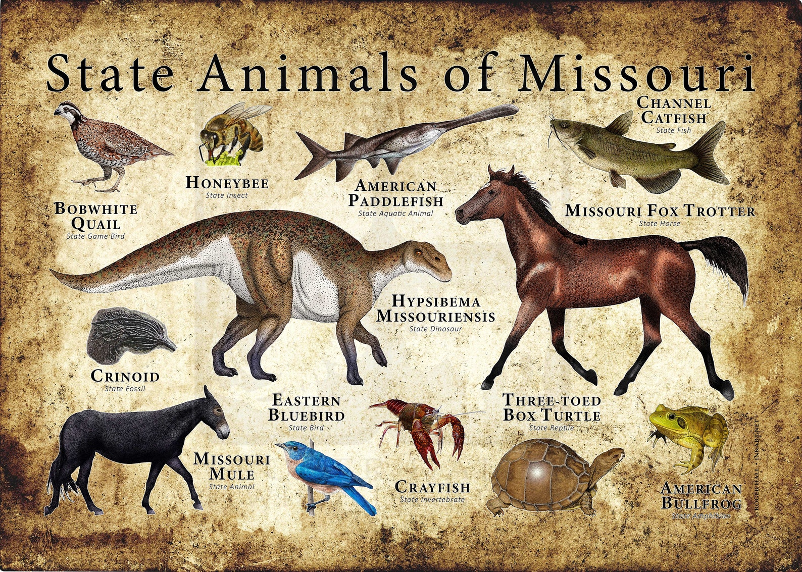 Missouri State Animals Poster Print Etsy