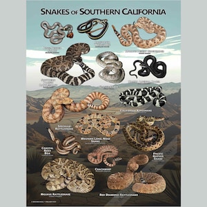 May include: A poster titled Snakes of Southern California featuring illustrations of various snake species including the Ring-Necked Snake, California Whipsnake, Mojave Desert Sidewinder, Southern Pacific Rattlesnake, Glossy Snake, and North America Racer.