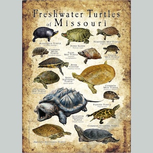 Impresión de póster/guía de campo sobre las tortugas de agua dulce de Missouri: ¡FIRMADO POR EL ARTISTA!