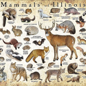 Mammals of Illinois Poster Print / Illinois Mammals Field Guide / Animals of Illinois - SIGNED BY ARTIST!