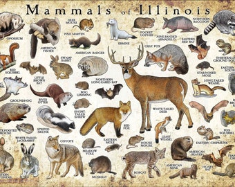 Mammals of Illinois Poster Print / Illinois Mammals Field - Etsy Mammals of Illinois Poster Print / Illinois Mammals Field - Etsy