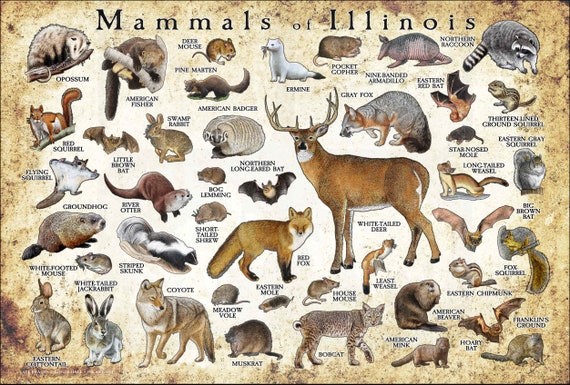 Mammals of Illinois Poster Print / Illinois Mammals Field - Etsy Mammals of Illinois Poster Print / Illinois Mammals Field - Etsy