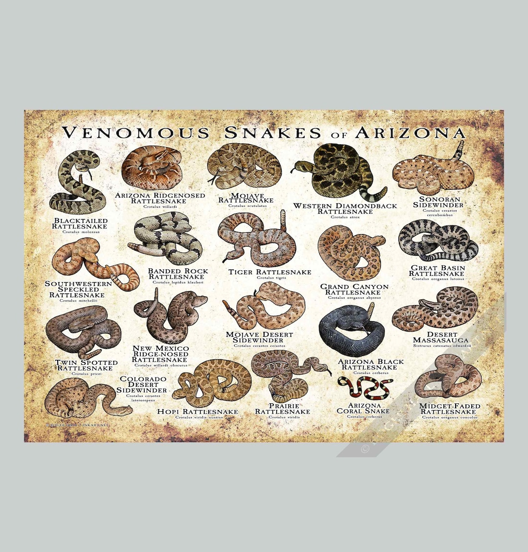 Venomous Snakes of Arizona Art Print / Field Guide - SIGNED BY