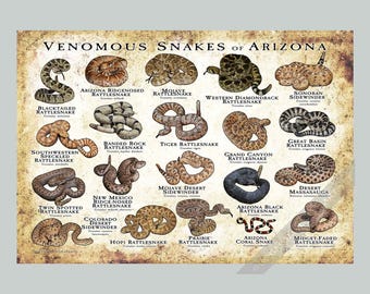 May include: A rectangular educational poster titled VENOMOUS SNAKES OF ARIZONA featuring detailed illustrations of various snake species including the Blacktailed Rattlesnake, Western Diamondback, and Arizona Coral Snake on a vintage-style background.