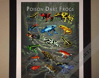 ヤドクガエルのポスタープリント - アーティストのサイン入り! - Etsy 日本