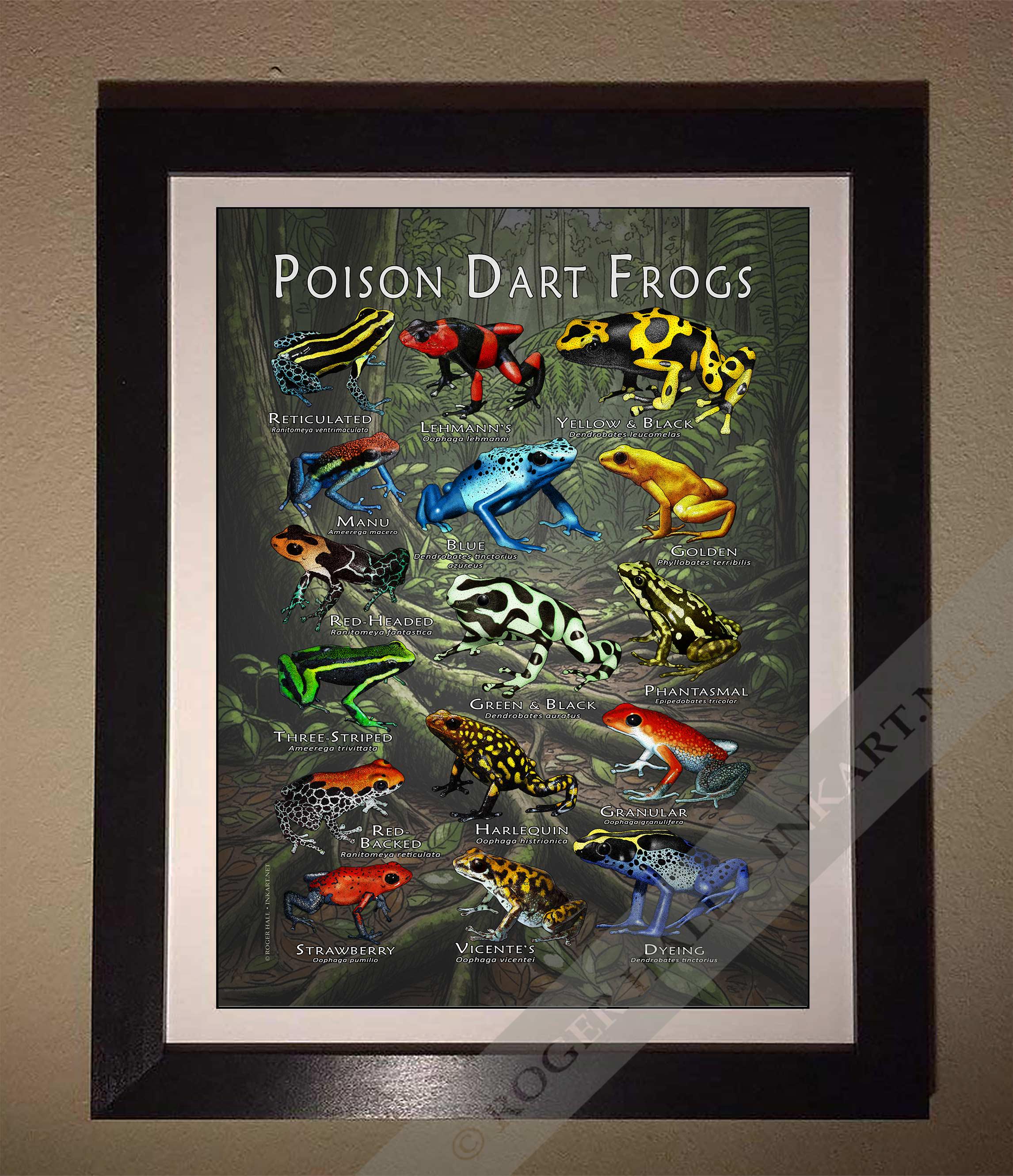ヤドクガエルのポスタープリント - アーティストのサイン入り! - Etsy 日本