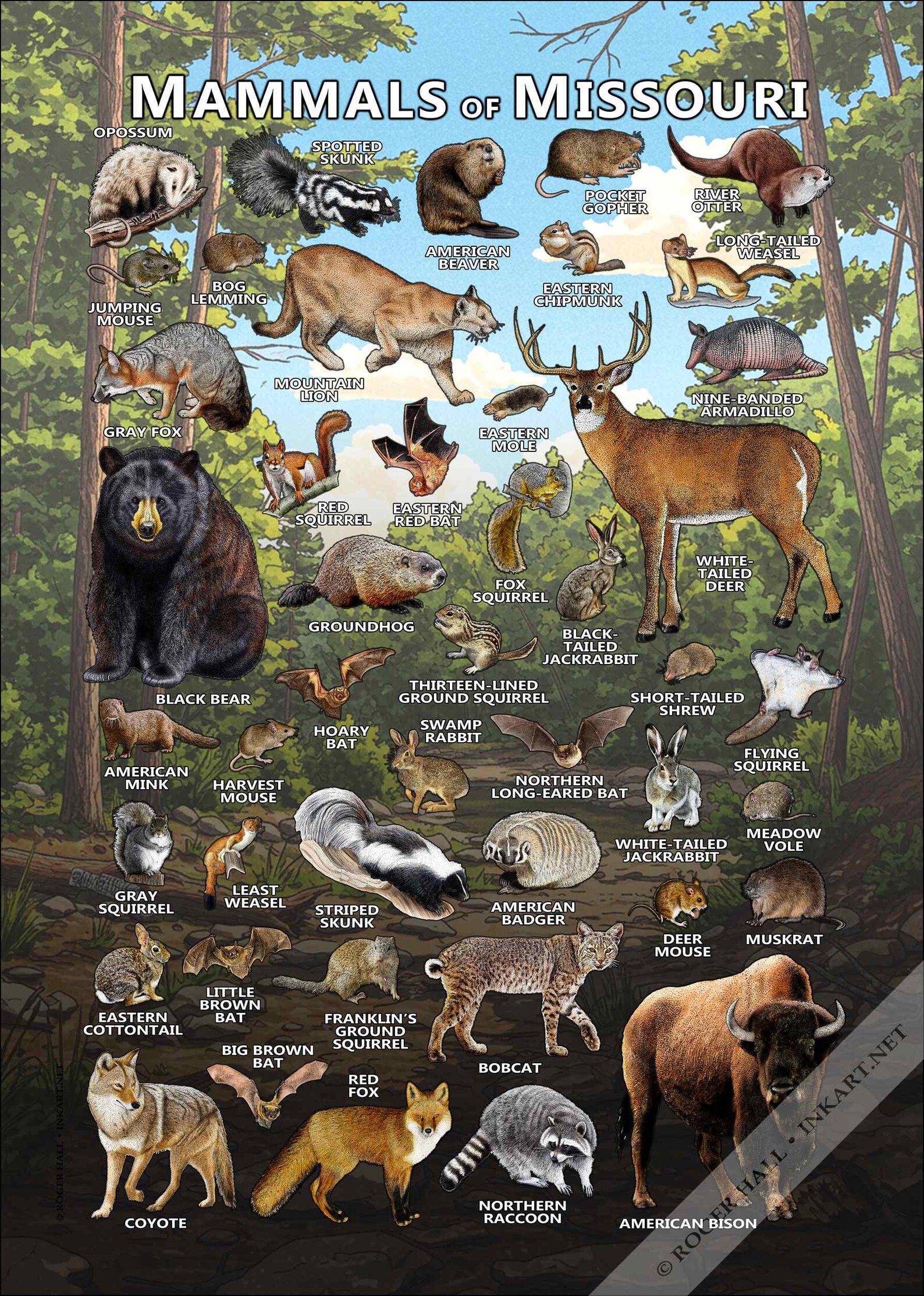 Missouri Mammals Poster Print: Field Guide Art - Signed - Etsy