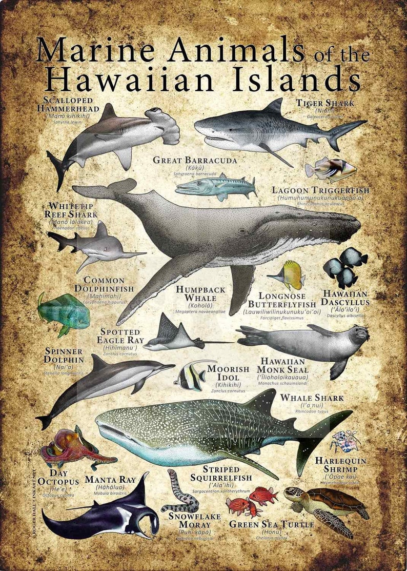 Marine Animals of the Hawaiian Islands Poster | Etsy