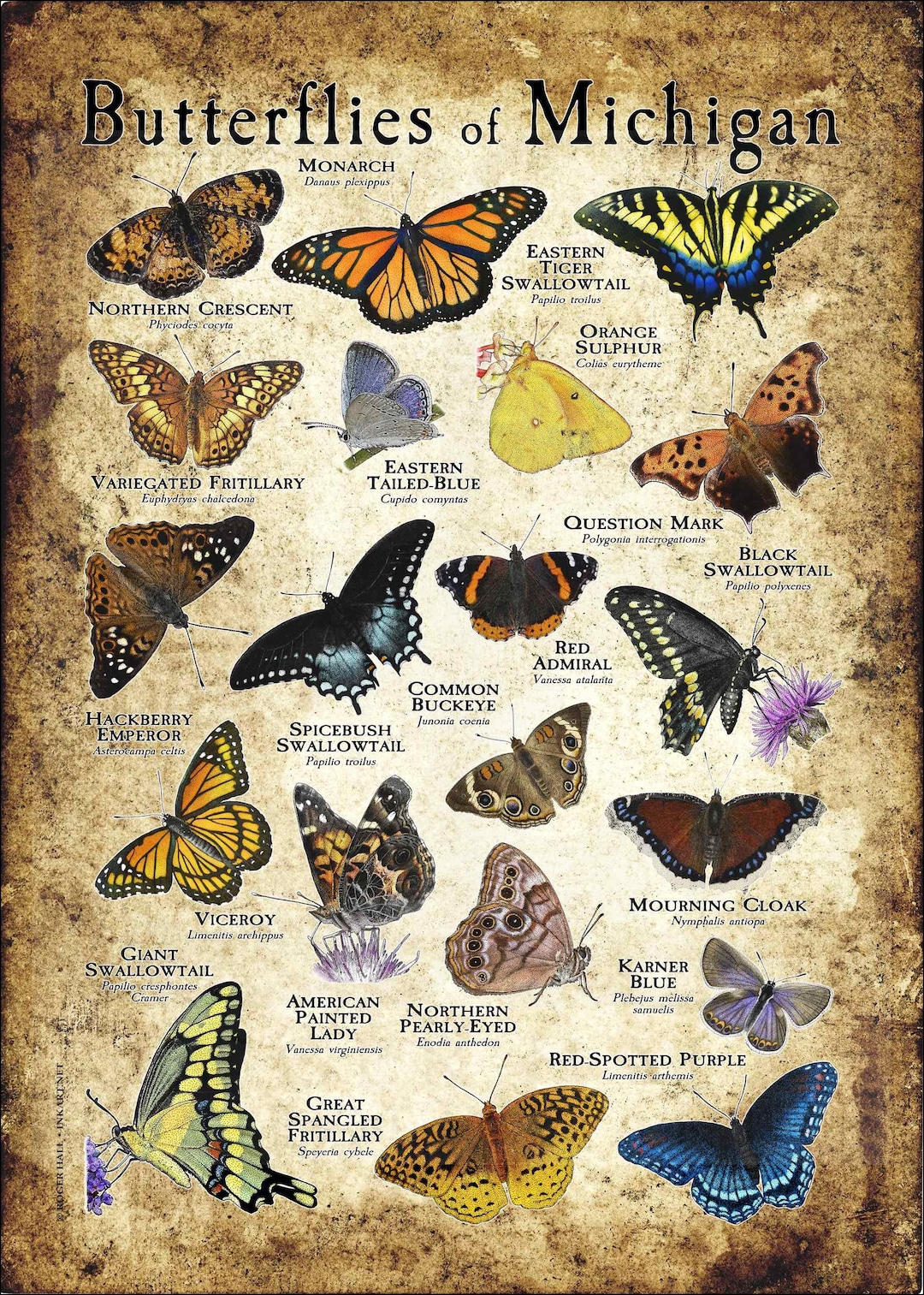 Butterflies of Michigan Poster Print Field Guide Etsy