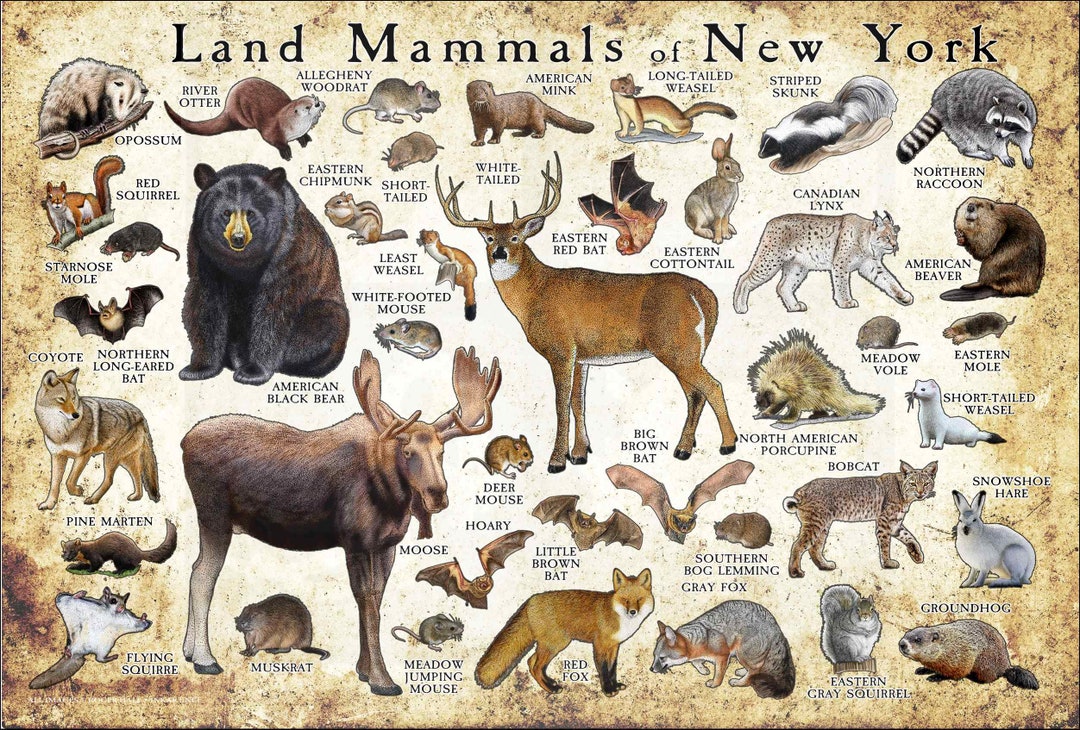 Land Mammals of New York Poster Print / New York Mammals Field - Etsy Land Mammals of New York Poster Print / New York Mammals Field - Etsy