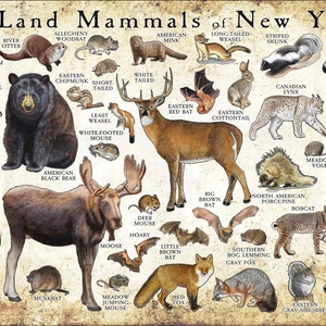 Posterprint landzoogdieren van New York / Veldgids New York zoogdieren / Animals of New York - GESIGNEERD DOOR KUNSTENAAR!