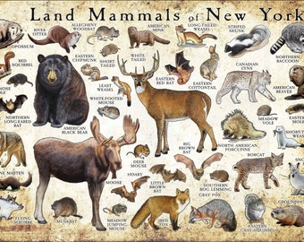 Land Mammals of New York Poster Print / New York Mammals Field Guide / Animals of New York