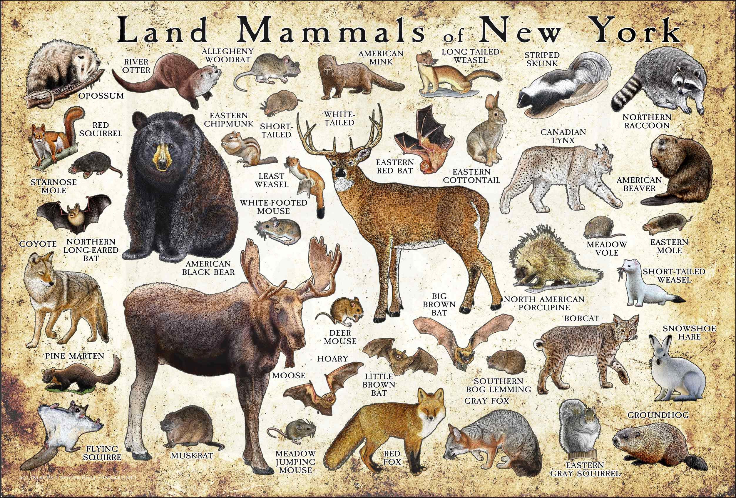 Land Mammals of New York Poster Print / New York Mammals Field - Etsy Land Mammals of New York Poster Print / New York Mammals Field - Etsy