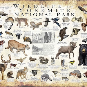 Wildlife of Yosemite National Park - Field Guide