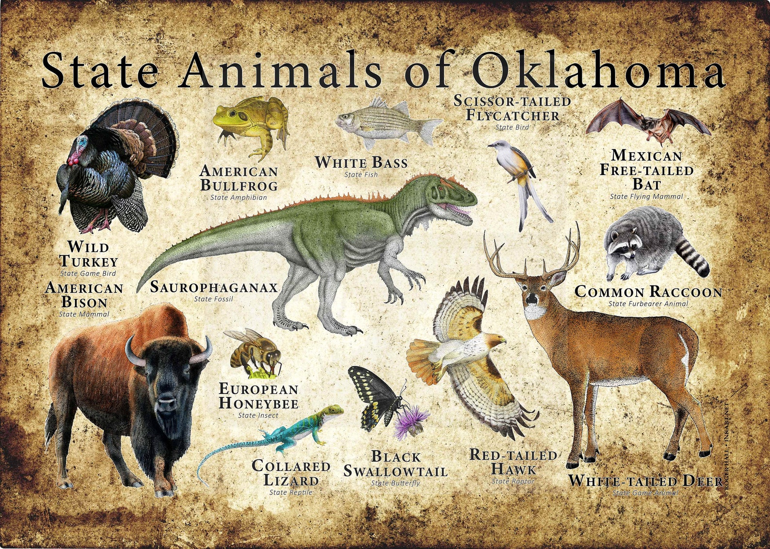 Oklahoma State Animals Poster Print - Etsy