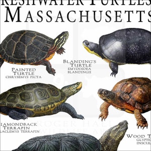 Freshwater Turtles of Massachusetts Poster Print Field Guide - Etsy