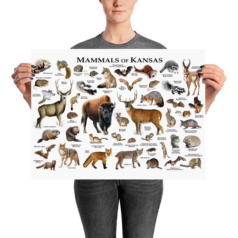 Mammals of Kansas Poster Print / Kansas Mammals Field Guide / Etsy