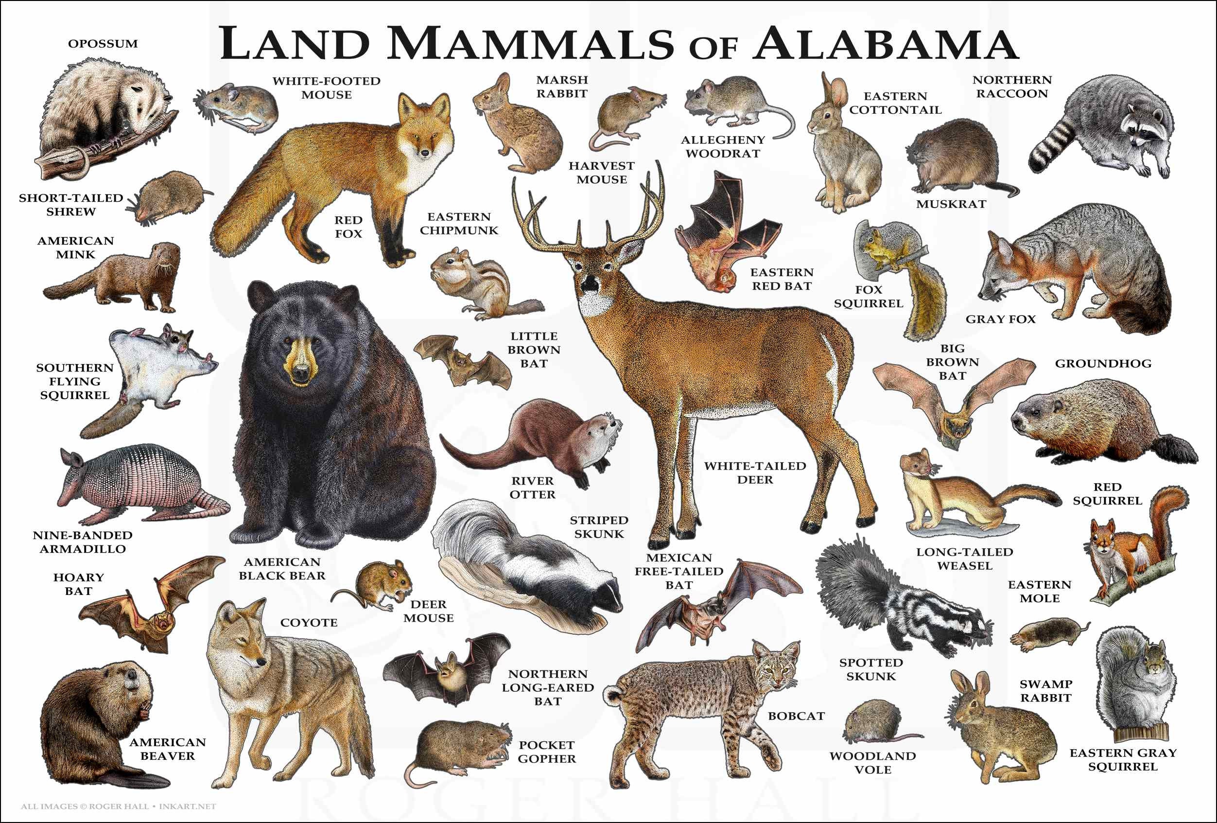 Land Mammals of Alabama Poster Print / Alabama Mammals Field - Etsy Land Mammals of Alabama Poster Print / Alabama Mammals Field - Etsy