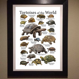 Tortoises of the World Poster Print image 8