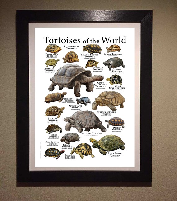 世界のカメのポスタープリント - アーティストのサイン入り - Etsy 日本
