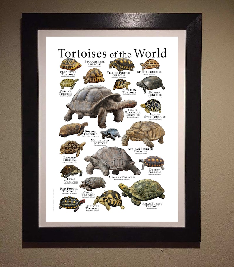 Tortoises of the World Poster Print image 8