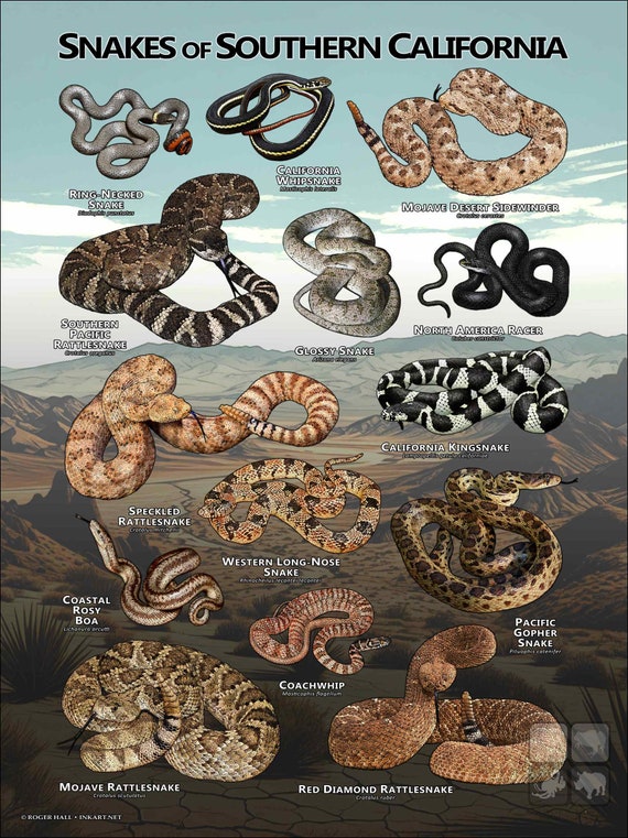 洋書　アトラス　THE ATLAS OF SNAKES ヘビ 洋書 アトラス THE ATLAS OF SNAKES ヘビ