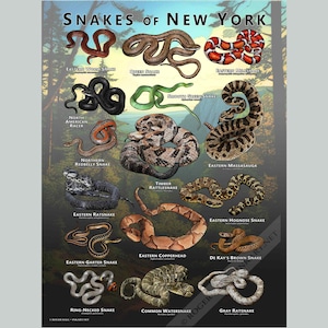 Snakes of New York Poster Print/Field Guide - SIGNED BY ARTIST!