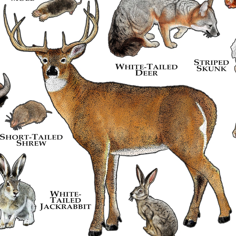 Mammals of Missouri Poster Print / Missouri Mammals Field Etsy